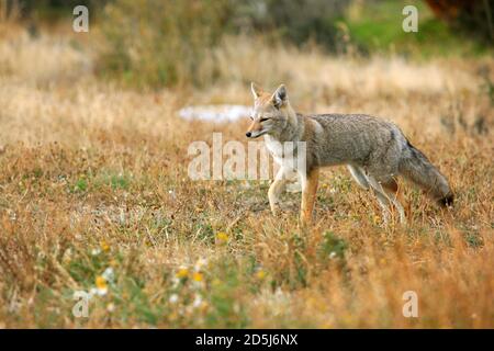 Cile, Sud America Foto Stock