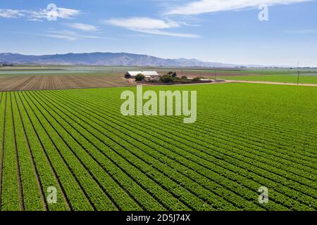 Vista aerea di filari di lattughe nella Valle Salinas della Contea di Monterey, California Foto Stock
