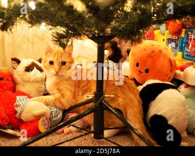 Mika il Tabby arancione sotto l'albero di Natale Foto Stock