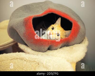 Mika il Tabby arancione nel suo letto di feltro Foto Stock