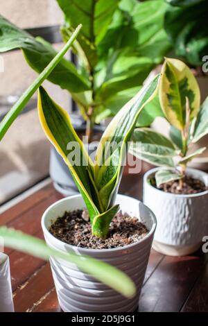 Una giovane pianta di serpente in crescita (Dracaena trifasciata, la lingua della Madre in Legge) si trova in una piccola pentola bianca come pianta domestica da una finestra con nuove foglie sprou Foto Stock