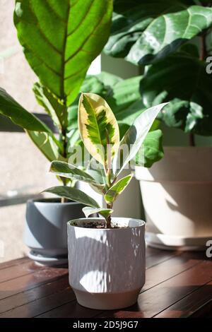 Un piccolo albero di gomma varigata (Ficus Elastica variegata) si trova in una pentola bianca su una scrivania che decora un ufficio domestico, con un fico di foglia di Fiddle nel backgro Foto Stock