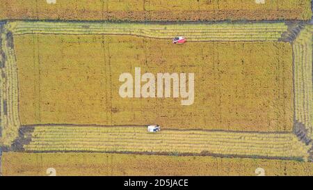 Pechino, Cina. 13 ottobre 2020. La foto aerea scattata il 13 ottobre 2020 mostra gli agricoltori che raccolgono riso nel villaggio di Lingtou a Tangshan, nella provincia di Hebei nella Cina settentrionale. Credit: MU Yu/Xinhua/Alamy Live News Foto Stock
