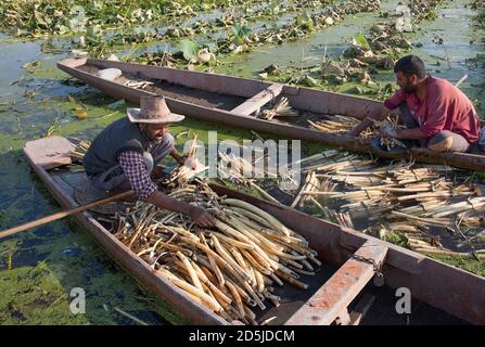 Srinagar, Kashmir controllato dall'India. 13 ottobre 2020. I coltivatori legano hanno raccolto i gambi di loto ad un lago nella città di Srinagar, la capitale estiva del Kashmir controllato dall'indiano, il 13 ottobre 2020. Credit: Javed Dar/Xinhua/Alamy Live News Foto Stock