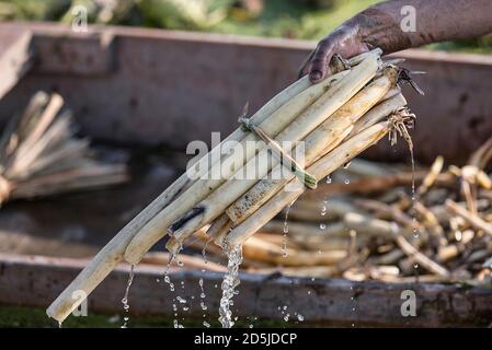 Srinagar, Kashmir controllato dall'India. 13 ottobre 2020. Un agricoltore lava steli di loto raccolti in un lago nella città di Srinagar, la capitale estiva del Kashmir controllato dagli Indiani, il 13 ottobre 2020. Credit: Javed Dar/Xinhua/Alamy Live News Foto Stock