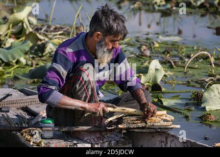 Srinagar, Kashmir controllato dall'India. 13 ottobre 2020. Un coltivatore lega raccolti steli di loto in un lago nella città di Srinagar, la capitale estiva del Kashmir controllato dall'India, il 13 ottobre 2020. Credit: Javed Dar/Xinhua/Alamy Live News Foto Stock