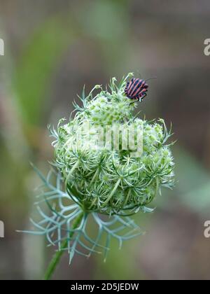 Graphosoma lineatum bug con strisce rosse e nere sul cima del fiore Foto Stock