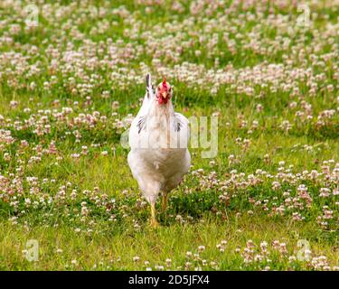 Bel pollo bianco che cammina nell'erba. Sfondo verde a contrasto. Fiori selvatici sullo sfondo. Pettine rosso sulla testa dell'uccello Foto Stock