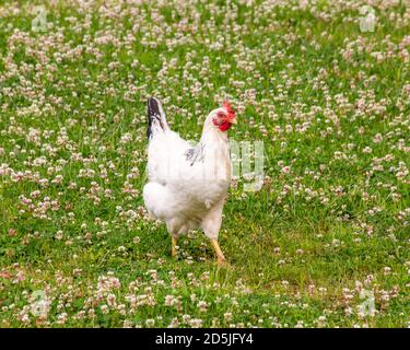 Bel pollo bianco che cammina nell'erba. Sfondo verde a contrasto. Fiori selvatici sullo sfondo. Pettine rosso sulla testa dell'uccello Foto Stock