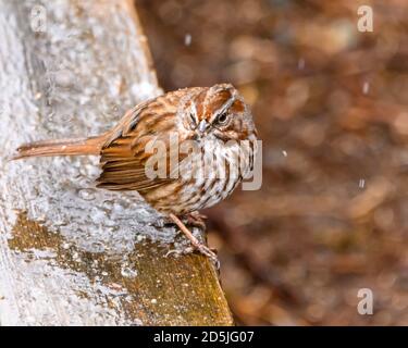 Simpatico passero di canzone seduto su un legno ghiacciato. Piume marroni e gialle macchiate. Foto invernale con fiocchi di neve e ghiaccio congelato Foto Stock