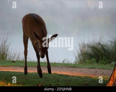Giovane cervo rosso salto del terreno accanto ad un sentiero accanto ad un lago nel Bushy Park, Londra. Foto Stock