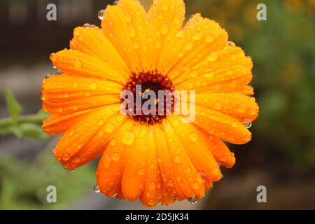 Primo piano di una testa di fiore marigold con gocce di pioggia sui petali Foto Stock