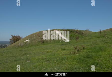 Chalk Grassland sulla collina di Wolstonbury sulle Downs del sud con un cielo blu luminoso sullo sfondo nel Sussex occidentale rurale, Inghilterra, Regno Unito Foto Stock