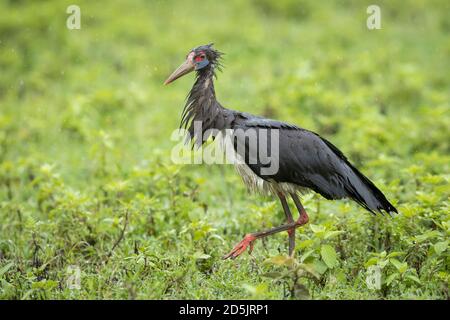 La cicogna di Abdim camminando sotto la pioggia in verdi pianure di Cratere di Ngorongoro in Tanzania Foto Stock