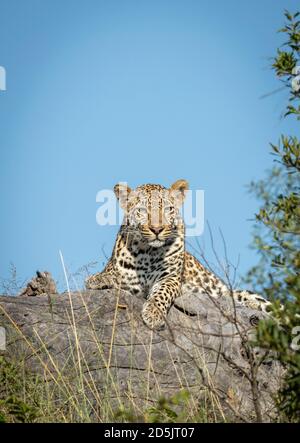 Ritratto verticale di un leopardo adulto che giace su un morto Albero di log in Kruger Park con cielo blu nel Contesto in Sud Africa Foto Stock