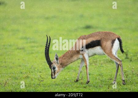 La gazzella di Thompson maschio si trova nella pianura verde del cratere di Ngorongoro In Tanzania Foto Stock