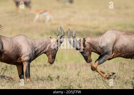 Due topi antilopi combattono nelle pianure erbose di Masai Mara In Kenya Foto Stock