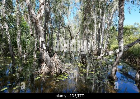 SCENIC Paperbark Trees palude a Lorella Springs Wilderness Park, Northern Territory, NT, Australia Foto Stock