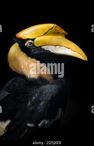 Grande hornbill - Buceros bicornis - isolato su sfondo nero Foto Stock