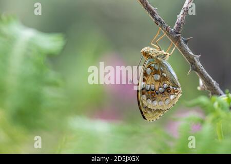 High Brown Fritillary Butterfly; Fabriciana adippe; Femminile; UK Foto Stock