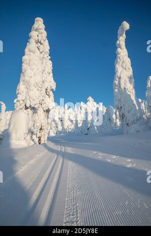 ISO Syote; alberi in inverno; Finlandia Foto Stock