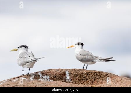 Tern minore crestata (sinistra); Thalasseus bengalensis; Tern crestata (destra); Thalasseus bergii; Seychelles Foto Stock