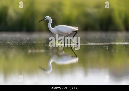 Little Egret; Egretta garzetta; guado; UK Foto Stock