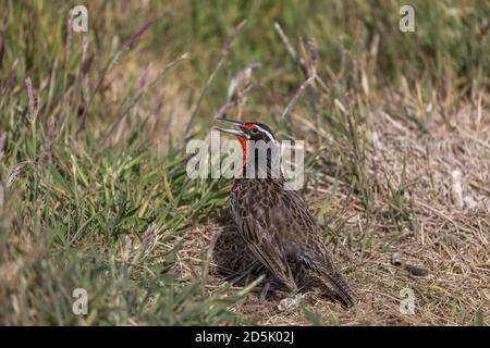 Lungo coda Meadowlark; Leistes loyca; Maschile prendere il sole; Falklands Foto Stock