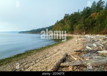 Driftwood costeggia la spiaggia dello Spencer Spit state Park sull'isola di Lopez, Washington, USA Foto Stock