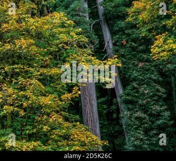 Large Leaf Maple, Redwood Creek, Redwood National Park, California Foto Stock