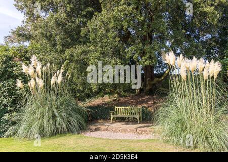 Angolo appartato in un parco con panca in legno incorniciato da alte pampas erba Cortaderia selloana. Foto Stock