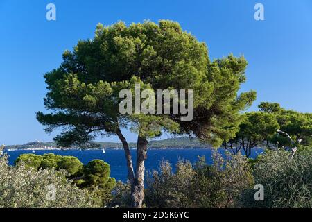 Hyeres (Francia sud-orientale): La penisola di Giens appartiene alla rete di zone di protezione della natura "natura 2000". Paesaggio lungo la costa, nel Foto Stock