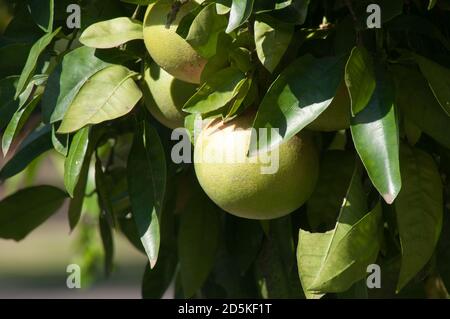 Sydney Australia, frutto non maturato di un Citrus X aurantium o di un albero di pompelmo rosso Foto Stock