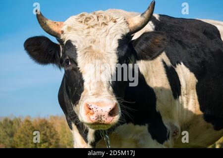 Ritratto di un grande toro bianco e nero Foto Stock