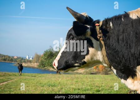 Ritratto di un grande toro bianco e nero di profilo Foto Stock