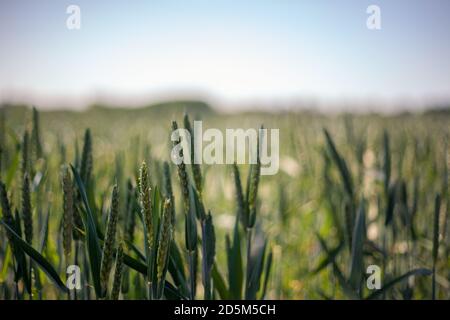 Grano in campo di grano che soffia in vento. Ritaglia campi verde ventoso sfocatura. Foto Stock