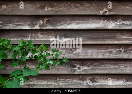Sfondo del pannello recinzione in legno inglese usurato con fogliame nell'angolo inferiore sinistro. Foto Stock