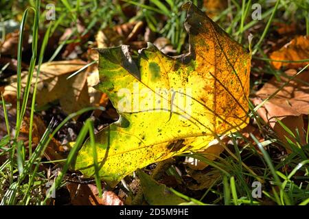 13 ottobre 2020, Schleswig, foglie di un acero in erba dai colori vivaci, illuminate dal sole sul retro. | utilizzo in tutto il mondo Foto Stock