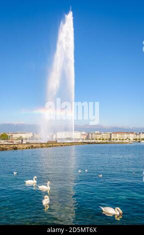 Un arcobaleno appare sulla fontana Jet d'Eau a getto d'acqua nella baia di Ginevra da una mattina soleggiata con cigni galleggianti sull'acqua in primo piano. Foto Stock