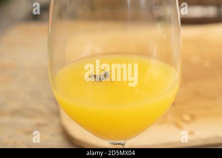 Due vespe annegate in un bicchiere di succo d'arancia Foto Stock