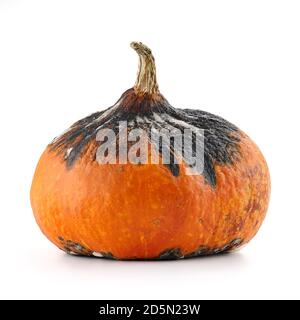 Zucca marcio di hokkaido isolata su sfondo bianco Foto Stock