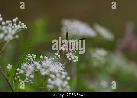 Carta Wasp arrampicata su Snakeroot Foto Stock