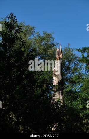 Primo piano di un albero colpito dall'illuminazione nella foresta contro il cielo blu. Foto Stock