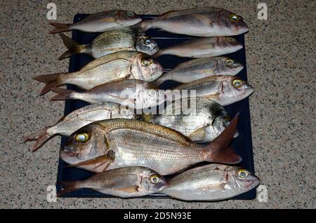 Comune pandora Pagellus erythrinus, porgy rosso Pagrus pagrus e comune due bande seabream Diplodus vulgaris. Gran Canaria. Isole Canarie. Spagna. Foto Stock