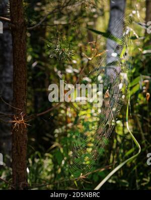Autunno umore - UN ragno ha teso una grande rete tra gli alberi, la rete di ragno splende nel sole, foresta densa - posizione: Germania Foto Stock