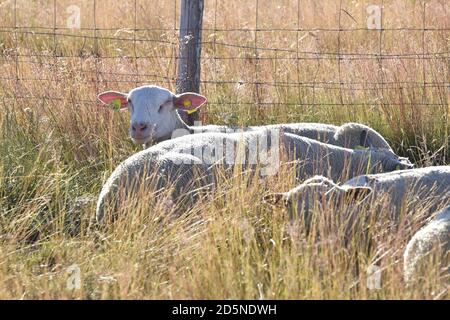 allevamento di pecore in pascolo di montagna Foto Stock