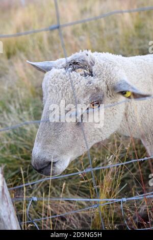 allevamento di pecore in pascolo di montagna Foto Stock