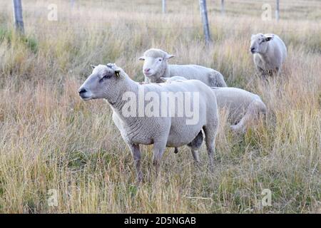 allevamento di pecore in pascolo di montagna Foto Stock