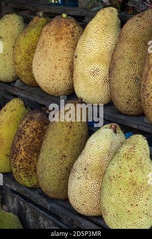 Vista in primo piano verticale di due file ordinate di jackfruits maturi su una bancarella di cibo stradale, Sulawesi, Indonesia Foto Stock