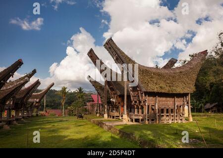 Vista orizzontale di due file di tongkonans, tradizionali case ancestrali, in un villaggio di Torajan Foto Stock